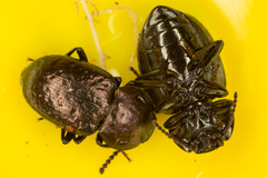 Adelium abbreviatum
