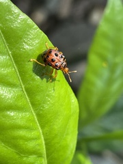 Agomadaranus pardaloides