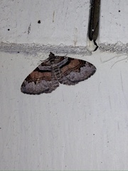 Xanthorhoe packardata