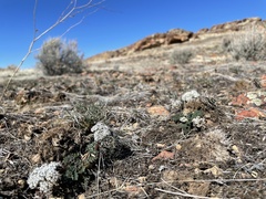 Lomatium canbyi