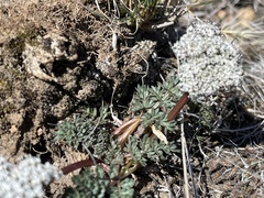 Lomatium canbyi
