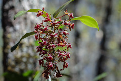 Epidendrum radioferens
