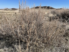 Artemisia arbuscula