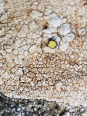Protoparmeliopsis pinguis