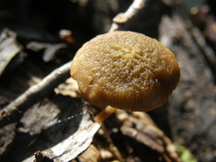 Simocybe phlebophora