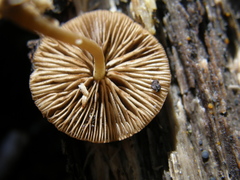 Simocybe phlebophora