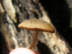 Simocybe phlebophora