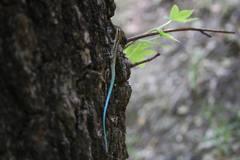 Anatololacerta pelasgiana