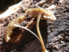 Simocybe phlebophora
