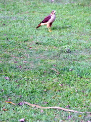 Chironius maculoventris