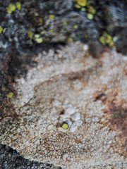 Protoparmeliopsis pinguis