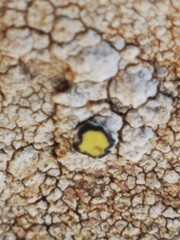 Protoparmeliopsis pinguis