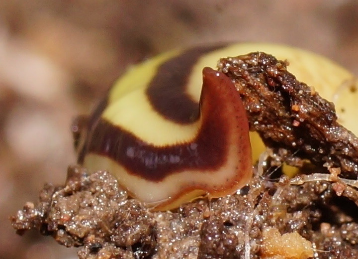 Artioposthia