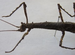 Rhynchacris