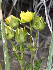 Potentilla rubricaulis