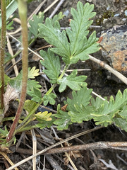 Potentilla rubricaulis