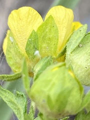 Potentilla rubricaulis