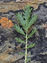 Potentilla rubricaulis