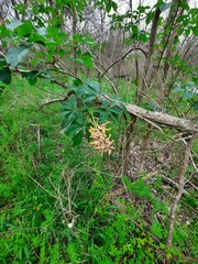 Aesculus pavia flavescens