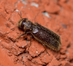 Melalgus plicatus