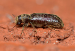 Melalgus plicatus