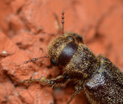 Melalgus plicatus