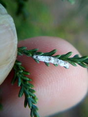 Paraferrisia podocarpi