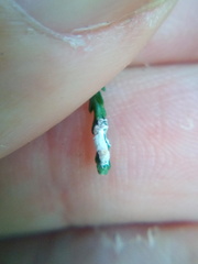 Paraferrisia podocarpi