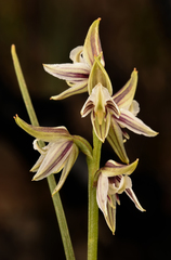 Prasophyllum striatum