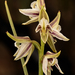 Prasophyllum striatum - Photo (c) izakschoon,  זכויות יוצרים חלקיות (CC BY-NC), הועלה על ידי izakschoon