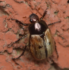 Anomala binotata