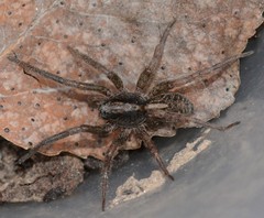 Trochosa terricola