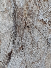 Tamopsis fickerti
