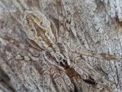 Tamopsis fickerti