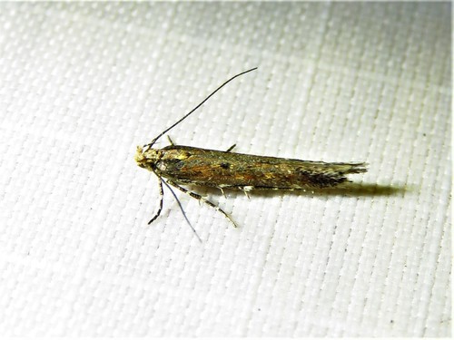 Gnorimoschema saphirinella photo 2