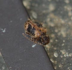 Gynopterus