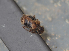 Gynopterus