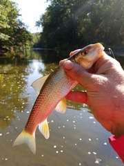 Moxostoma erythrurum