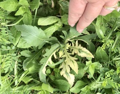 Engelmannia peristenia