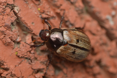 Anomala binotata