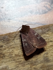 Cerastis tenebrifera