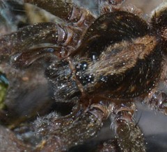 Trochosa terricola