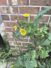 Sonchus oleraceus