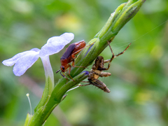 Horciasinus argentinus