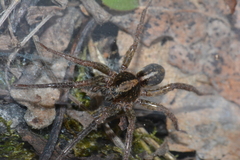 Trochosa terricola