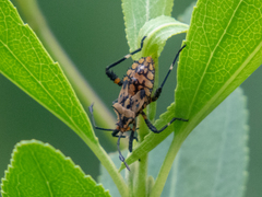 Camptischium