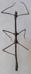Rhynchacris