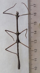 Rhynchacris