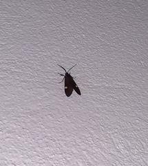Aclytia