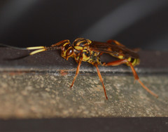 Setanta parsimonica